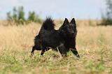 SCHIPPERKE 012